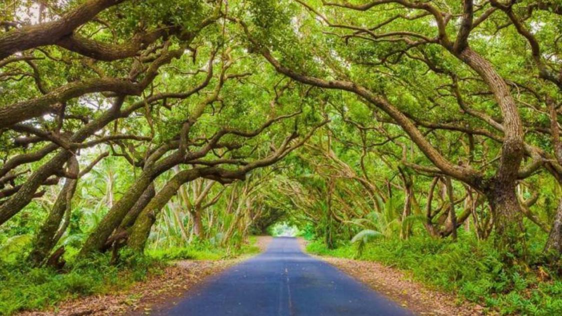 Off-Grid Getaway With Ocean Views In Paradise Pahoa Exterior foto