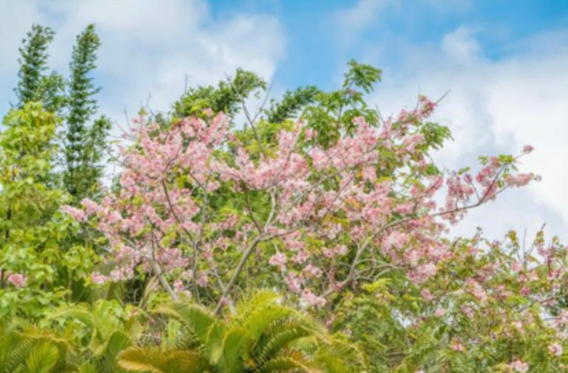 Off-Grid Getaway With Ocean Views In Paradise Pahoa Exterior foto